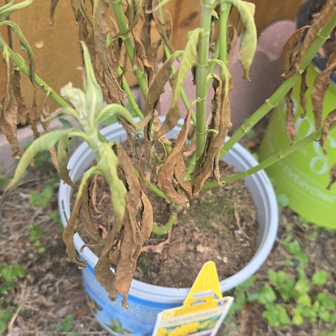 Photo of the plant species Silky Gold Milkweed by @ProudBlinks58 named Eva on Greg, the plant care app