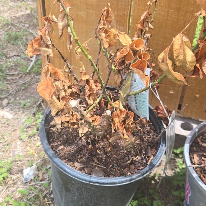 Photo of the plant species Fragrant Cloud Rose by @ProudBlinks58 named Elle on Greg, the plant care app