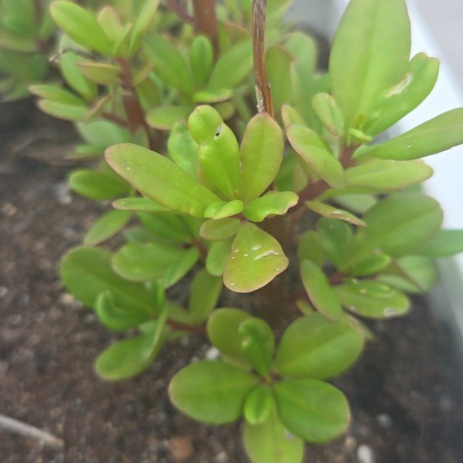 Photo of the plant species Jewels of Opar by @ProudBlinks58 named Treeyoncé on Greg, the plant care app