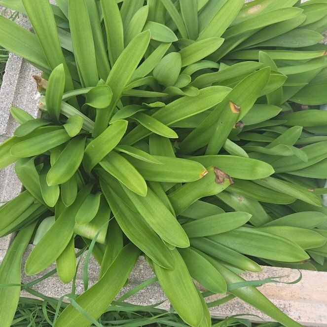 Photo of the plant species Blue Lily by @ProudBlinks58 named Madonna on Greg, the plant care app