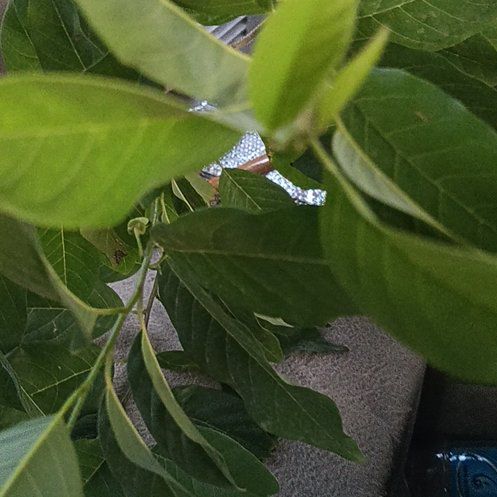 Photo of the plant species Goat Willow by @FreeCowpea95 named Rainier on Greg, the plant care app
