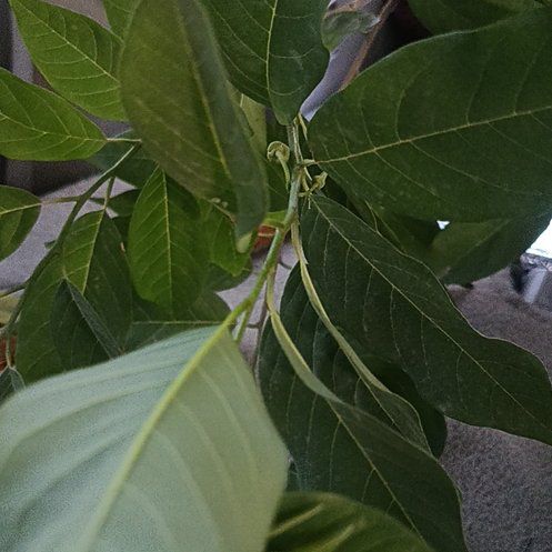 Photo of the plant species Sugar Apple by @FreeCowpea95 named Mollie on Greg, the plant care app