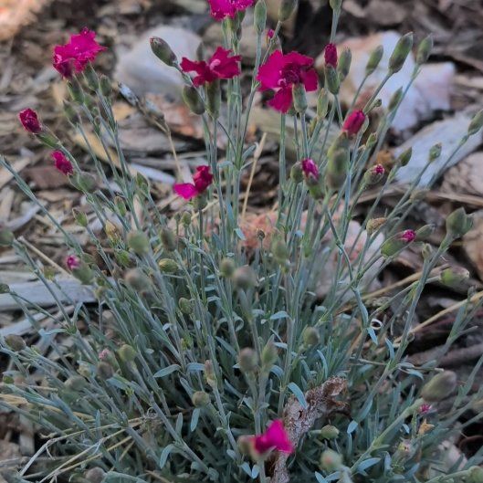 Photo of the plant species Rose Campion by @UrbaneKeylime76 named Lebron on Greg, the plant care app