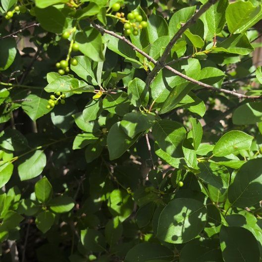 Photo of the plant species Black Chokeberry by @UrbaneKeylime76 named Dolores on Greg, the plant care app