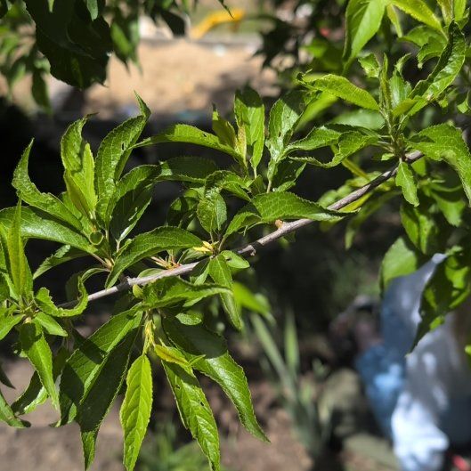 Photo of the plant species American Plum by @UrbaneKeylime76 named Baesil on Greg, the plant care app
