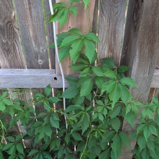 Photo of the plant species Virginia Creeper by @UrbaneKeylime76 named Leaf Erickson on Greg, the plant care app