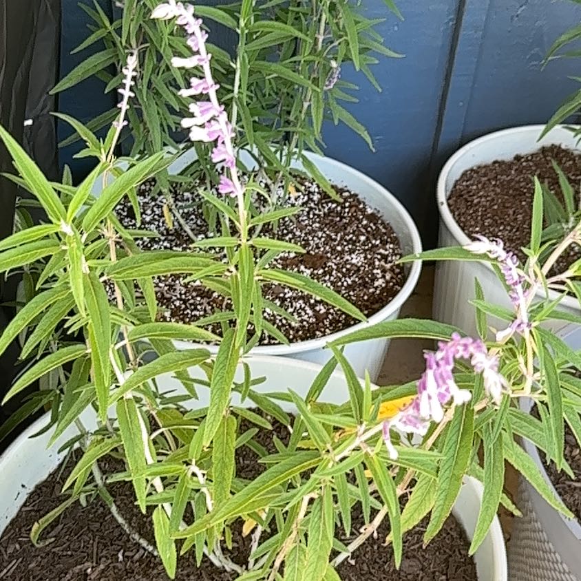 Photo of the plant species Mexican Bush Sage by @BubblyQuenepa7 named Marley on Greg, the plant care app