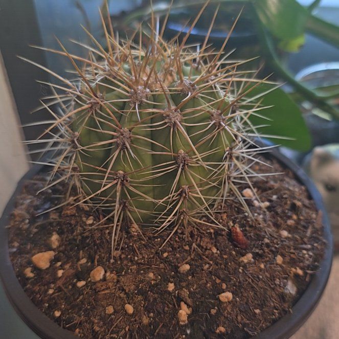 Photo of the plant species Poco by @HolyBonsi67 named Bella on Greg, the plant care app