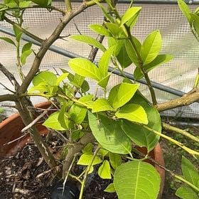 Florida Strangler Fig plant in Somewhere on Earth