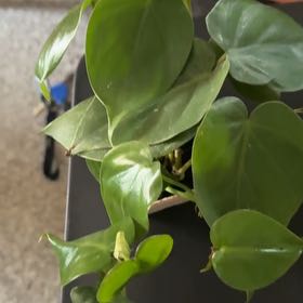Photo of the plant species Philodendron cordatum by @PrinceOxlip24 named Spike Leaves on Greg, the plant care app
