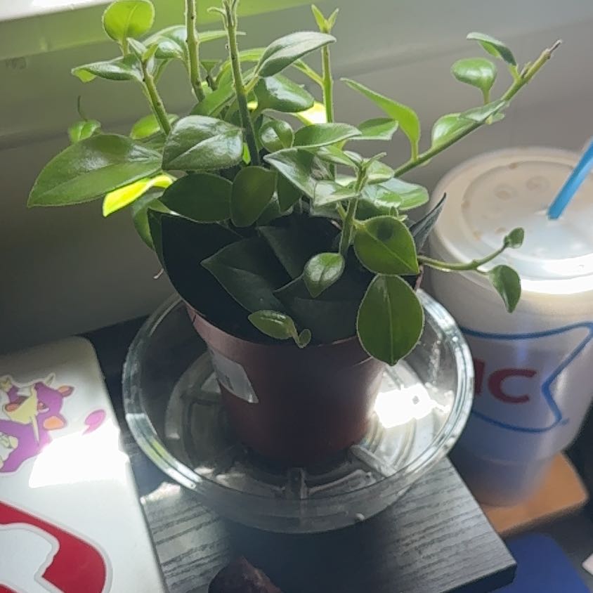 Photo of the plant species Lipstick Plant by @PrinceOxlip24 named Lisa on Greg, the plant care app