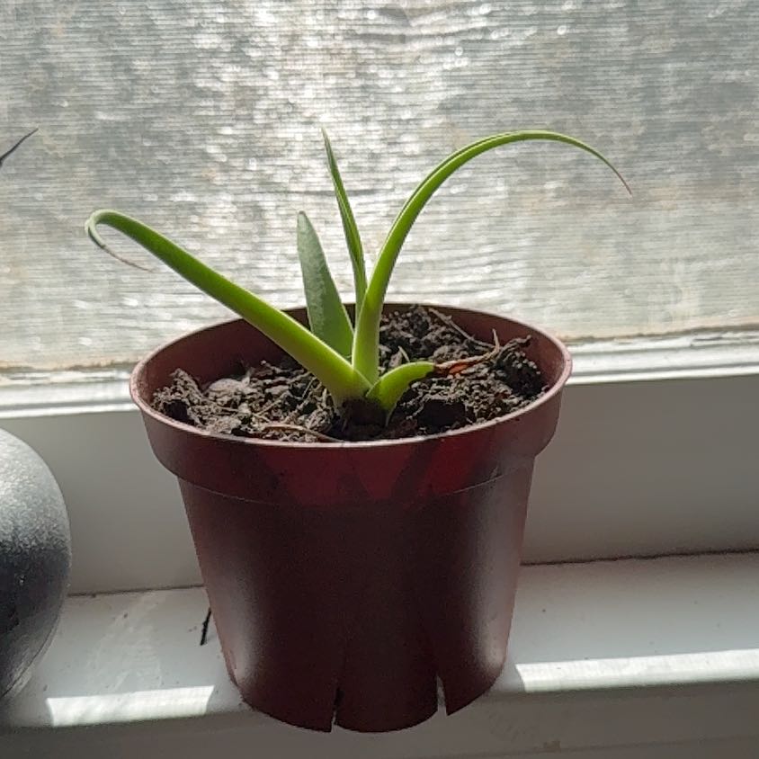 Photo of the plant species Spider Agave by @PrinceOxlip24 named Taylor Swift on Greg, the plant care app