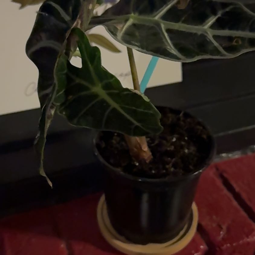 Photo of the plant species African Mask by @PrinceOxlip24 named Surya on Greg, the plant care app