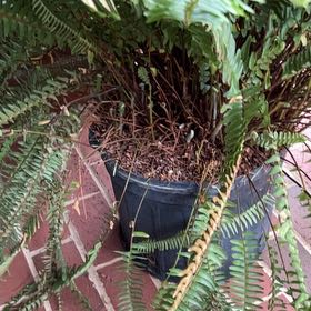 Photo of the plant species Kimberly Queen Fern by @NewTaro42 named Gobi on Greg, the plant care app