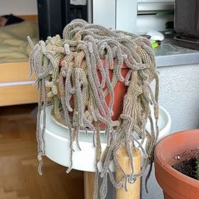Photo of the plant species Rats Tail Cactus by @FitFern56 named Scarlett on Greg, the plant care app