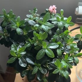 Photo of the plant species Rhododendron Simsii by @FitFern56 named Bella on Greg, the plant care app