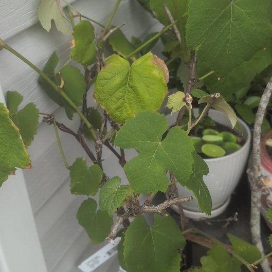 Photo of the plant species Vitis Vinifera by @GoldTule73 named Baesil on Greg, the plant care app