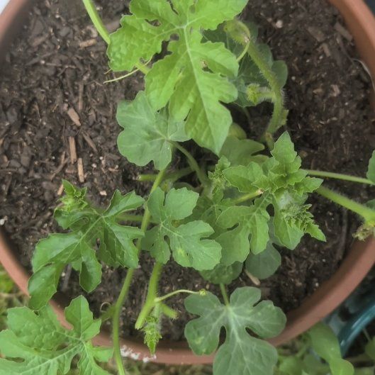 Photo of the plant species Watermelon by @GoldTule73 named James Dean on Greg, the plant care app