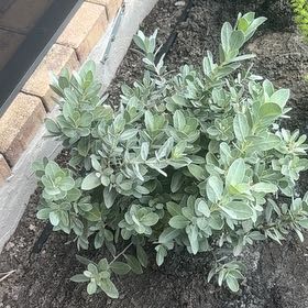 Photo of the plant species Button Mangrove by @PlenteousRadish named Eva on Greg, the plant care app