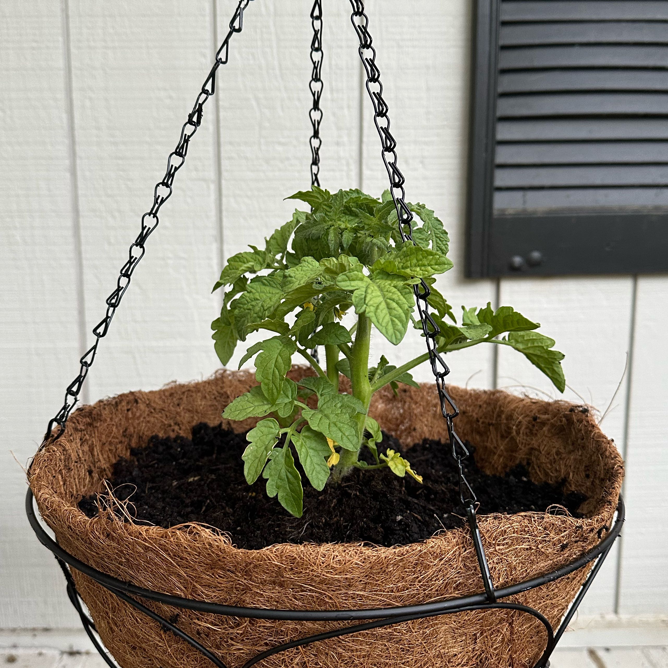 Photo of the plant species Husky Cherry Red Tomato by @BoldRedlion93 named Walt on Greg, the plant care app