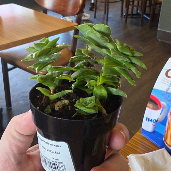 Photo of the plant species Variegated String of Buttons by @CasualBacchus1 named Sanders on Greg, the plant care app
