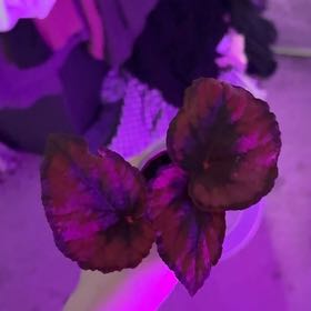 Photo of the plant species Begonia 'Red Kiss' by @NobleWildrice39 named Hamilton on Greg, the plant care app