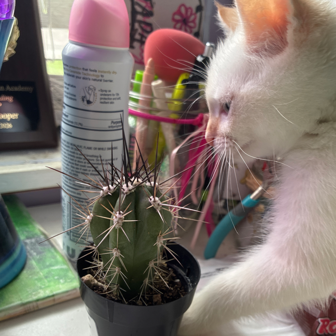 Photo of the plant species Toothpick Cactus by @jinumama named Spikel Jordan on Greg, the plant care app