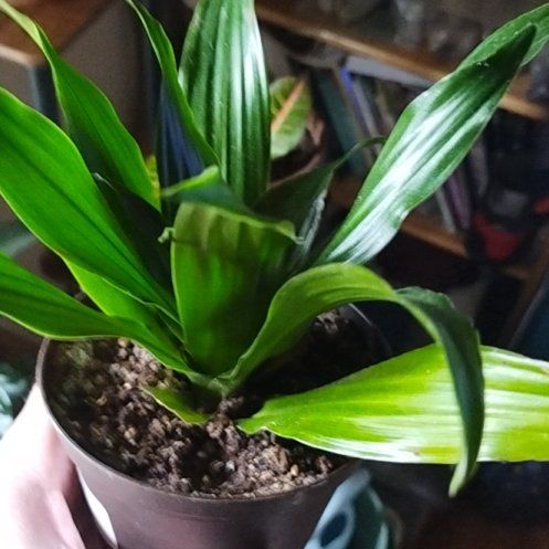 Photo of the plant species Dracaena acaulis by @PlausibleBibi37 named Stemless dragon plant on Greg, the plant care app