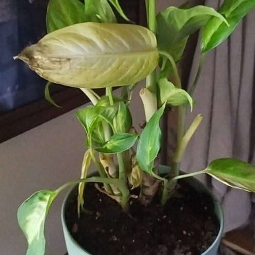 Dumb cane