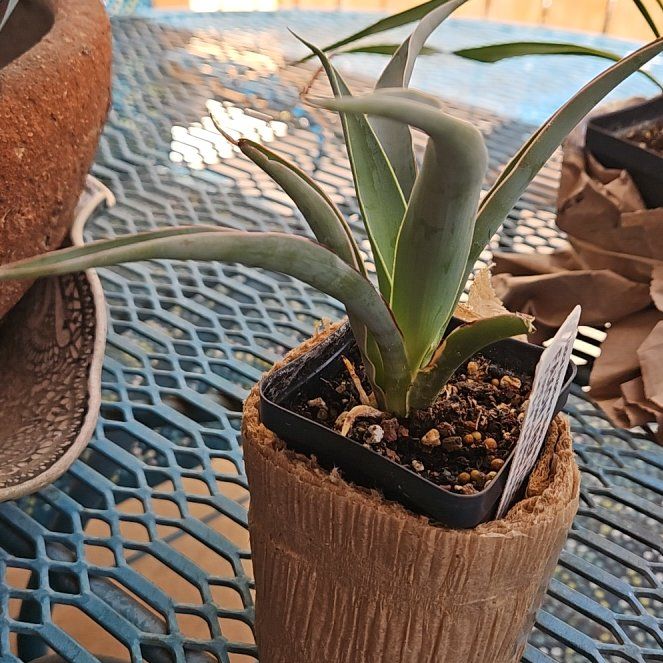 Photo of the plant species Joshua Tree by @GoldenRedsky75 named Duke on Greg, the plant care app