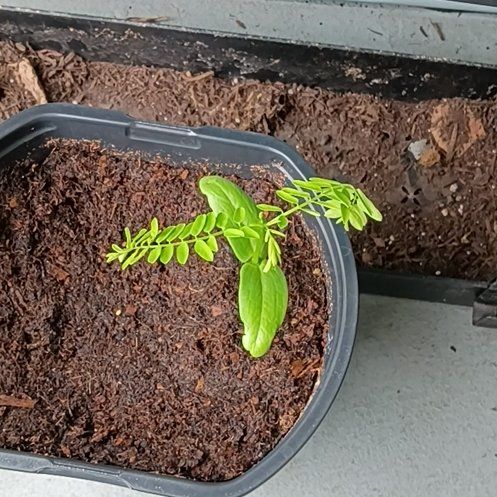 Photo of the plant species Flamboyant Tree by @BabySalsa17 named Maddie on Greg, the plant care app