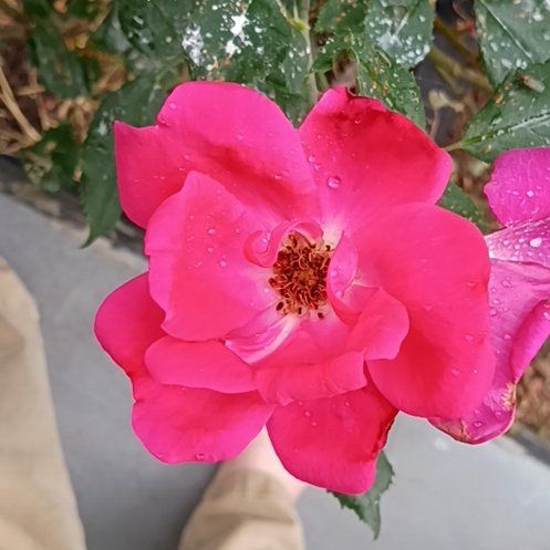 Photo of the plant species Alpine Rose by @BabySalsa17 named Pax on Greg, the plant care app
