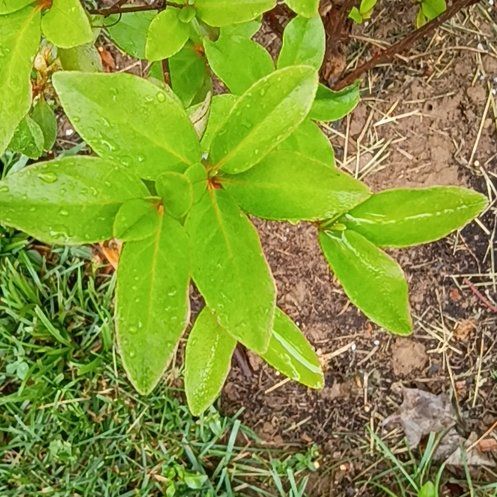 Photo of the plant species Red Flowered Azalea by @BabySalsa17 named Zeus on Greg, the plant care app