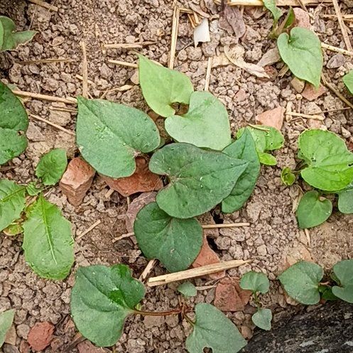 Photo of the plant species Heart Leaf by @BabySalsa17 named Orlando Bloom on Greg, the plant care app