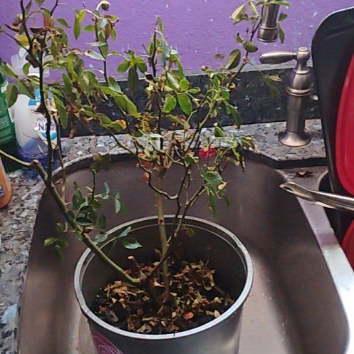 Photo of the plant species Alpine Rose by @EarlyCowpea79 named Sahara on Greg, the plant care app