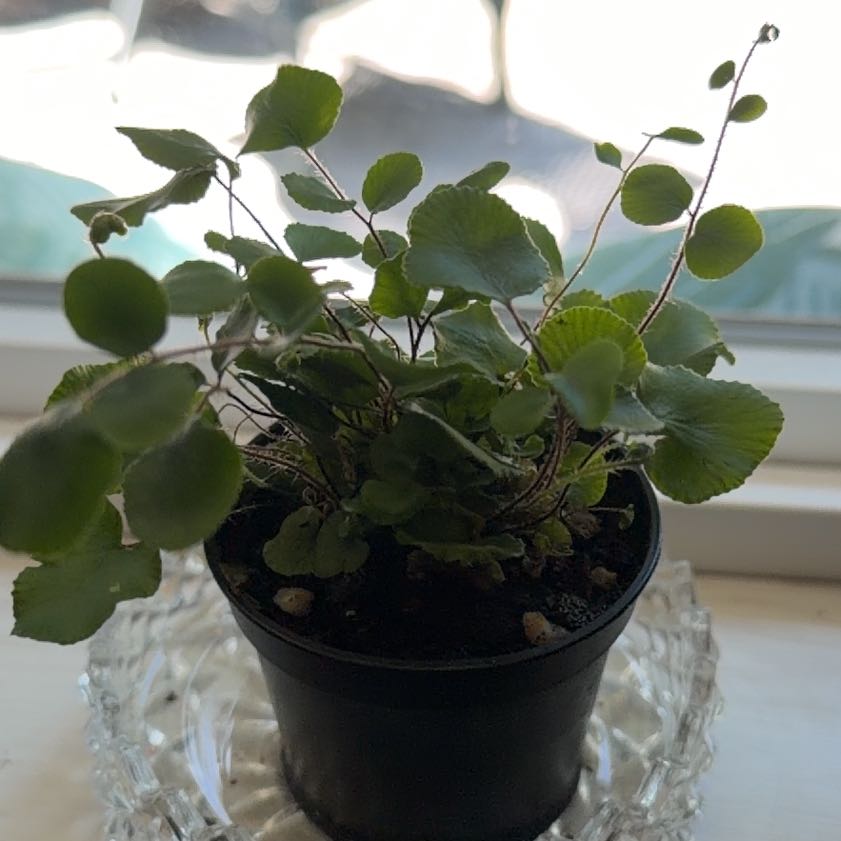 Photo of the plant species California Maidenhair Fern by @TastefulNeslia named Ulysses S Plant on Greg, the plant care app
