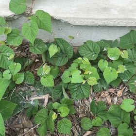Photo of the plant species Graybark Grape by @AffablePlanty48 named Leonardo on Greg, the plant care app