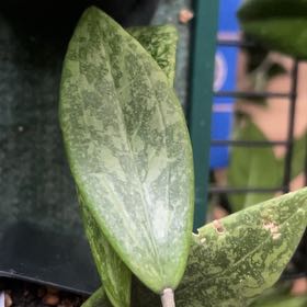 Photo of the plant species Hoya Rangsan by @AceBogbean2 named Treeyoncé on Greg, the plant care app