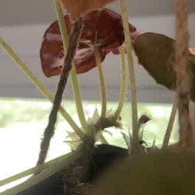 Photo of the plant species Beefsteak Begonia by @AceBogbean2 named Marilyn on Greg, the plant care app