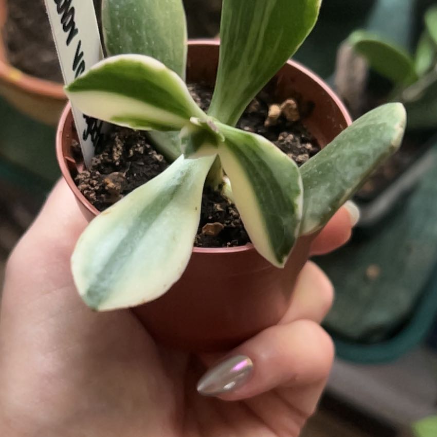 Photo of the plant species Jade Plant by @AceBogbean2 named Kendall on Greg, the plant care app