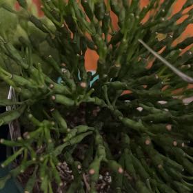 Photo of the plant species Mistletoe Cactus by @AceBogbean2 named Figyonce on Greg, the plant care app