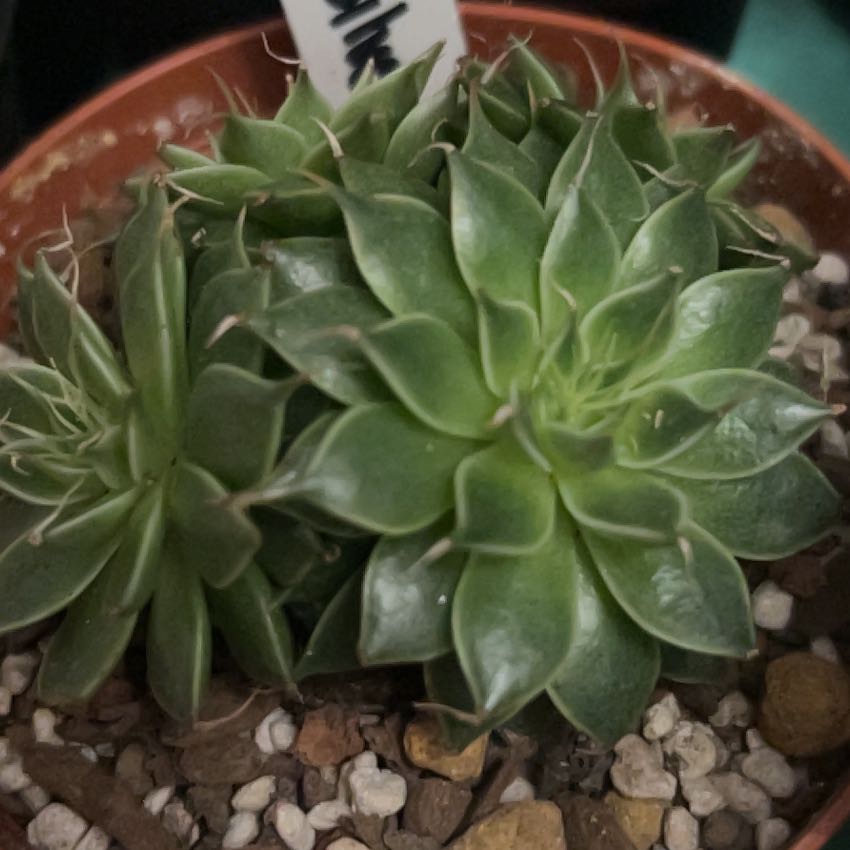 Photo of the plant species Silver Star by @AceBogbean2 named Sahara on Greg, the plant care app