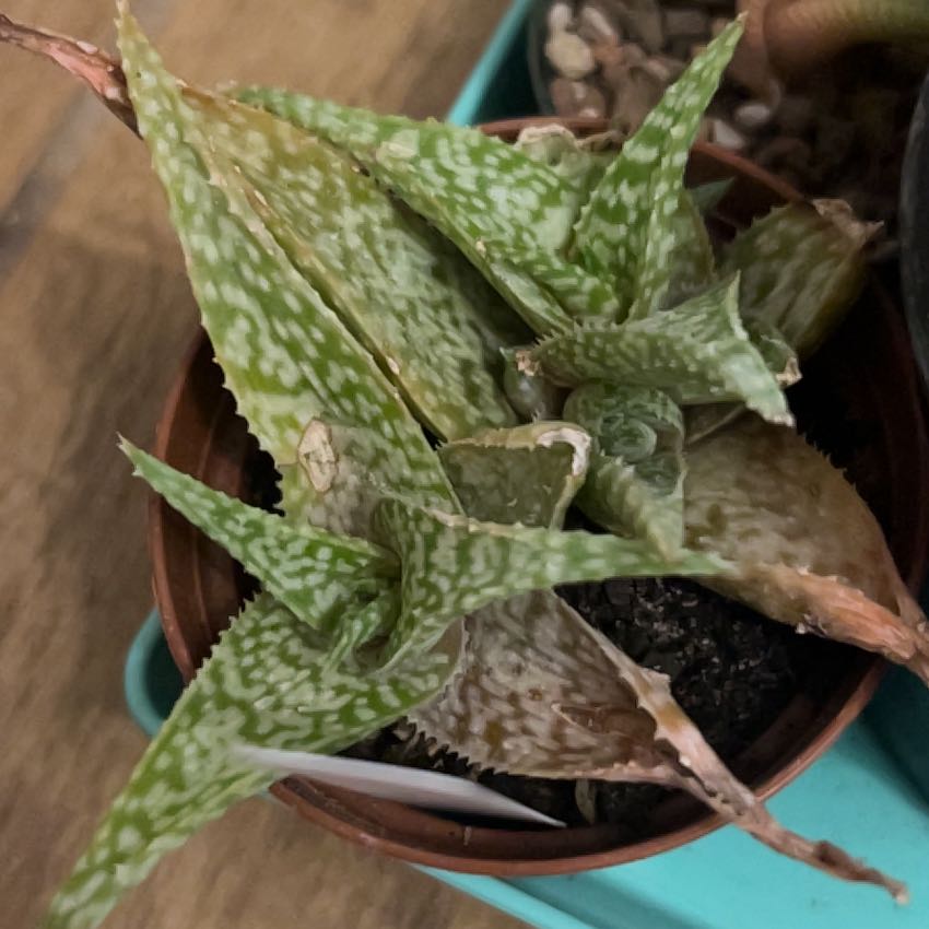 Photo of the plant species Snowflake Aloe by @AceBogbean2 named Hamilton on Greg, the plant care app