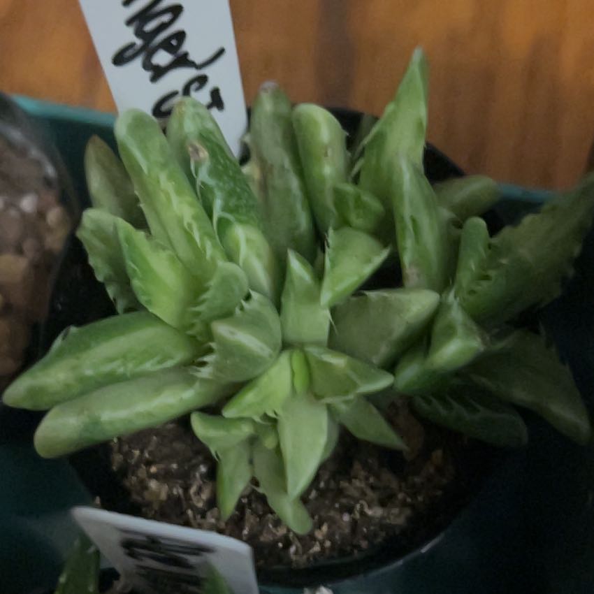 Photo of the plant species Varigated Tiger's Jaw by @AceBogbean2 named Ulysses S Plant on Greg, the plant care app