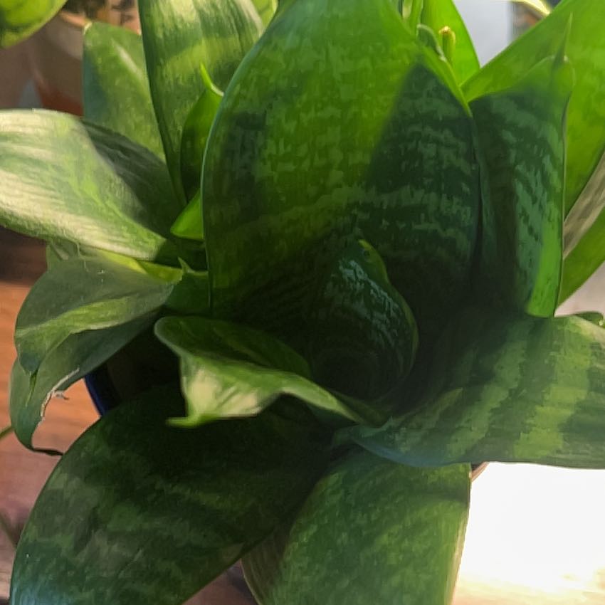Photo of the plant species Snake Plant 'Hahnii Jade' by @AceBogbean2 named Girlfrond on Greg, the plant care app
