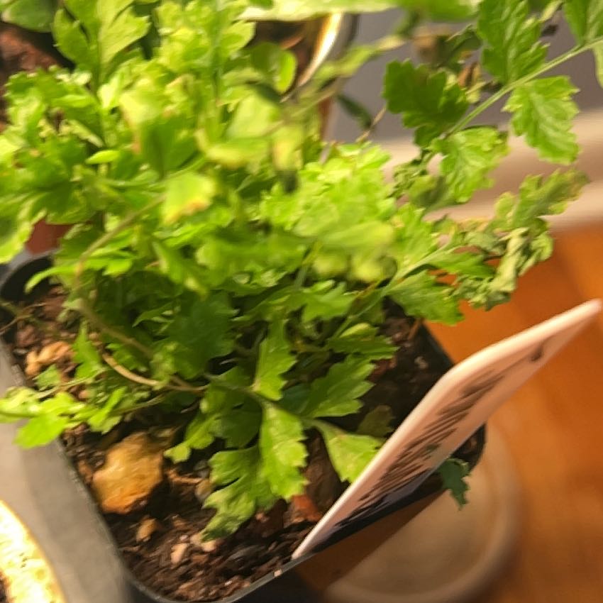 Photo of the plant species Jurassic Gold Fern by @AceBogbean2 named Bella on Greg, the plant care app