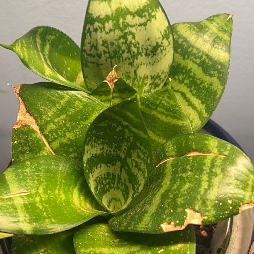 Photo of the plant species Forest Star by @AceBogbean2 named Dax on Greg, the plant care app