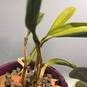 Photo of the plant species Cattleya by @AceBogbean2 named Foxxy on Greg, the plant care app