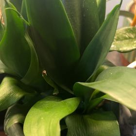 Photo of the plant species Birds Nest Snake Plant by @AceBogbean2 named Dolores on Greg, the plant care app