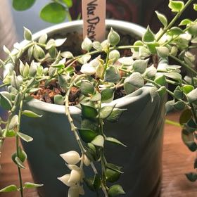 Photo of the plant species Million Hearts Dischidia by @AceBogbean2 named Nemo on Greg, the plant care app